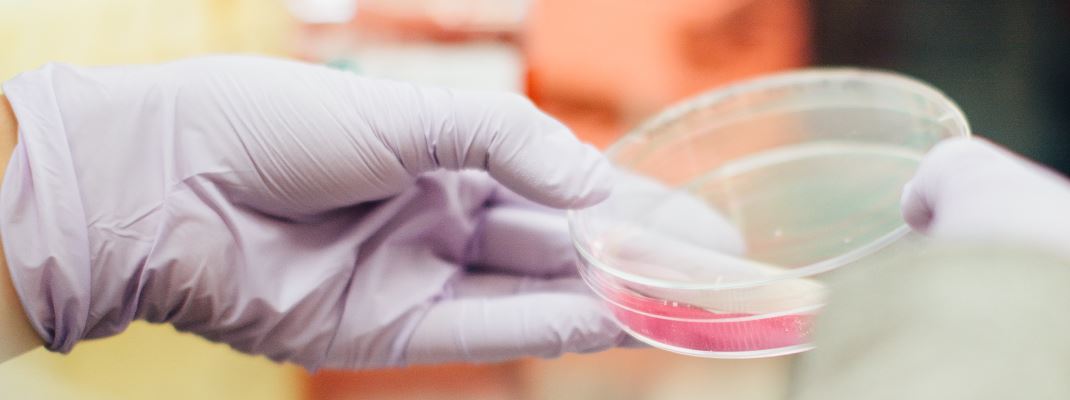 Stem cells usage in laboratory